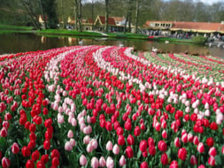 Keukenhof (24)